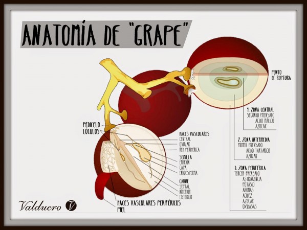 anatomia-de-grape-info
