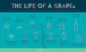 info-the-life-of-a-grape