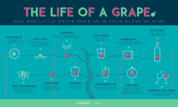 info-the-life-of-a-grape