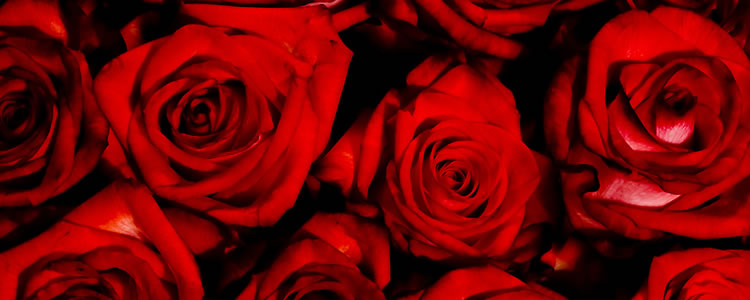 rosas-rojas-aroma-02