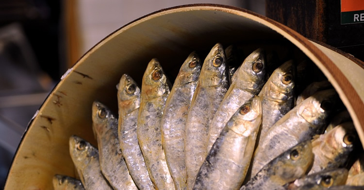 8-sardinas-prensadas
