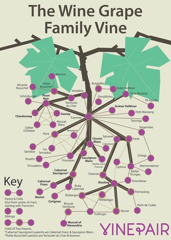 the-wine-grape-family-vine-tree-full